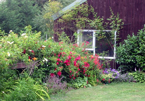 The climbing roses have just finished flowering. The climbing roses have just finished flowering.