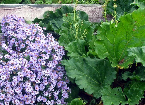 The aster flowers in Autumn. The aster flowers in Autumn.