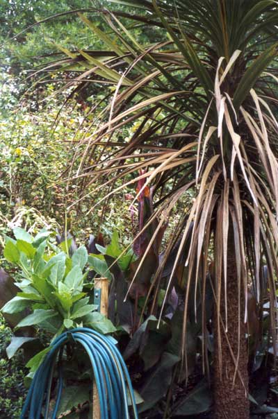 I couldn't have a garden in New Zealand without Cabbage trees. I couldn't have a garden in New Zealand without Cabbage trees.
