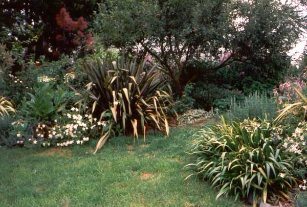 Flaxes are my favourite plants. Flaxes are my favourite plants.