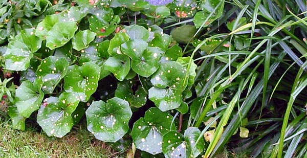 My leopard plants are semi-evergreen in the frosty winters. My leopard plants are semi-evergreen in the frosty winters.