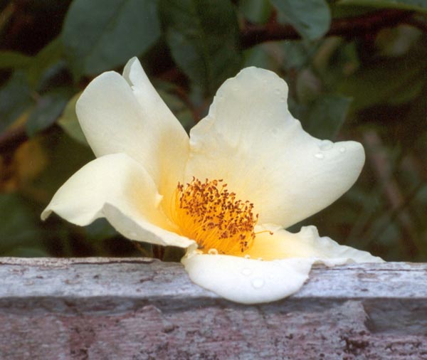 The simplicity of a single rose. The simplicity of a single rose.