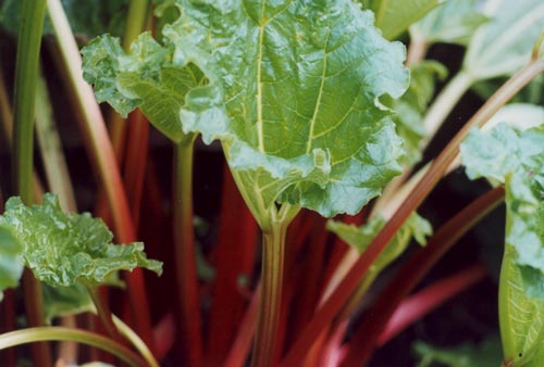 rhubarb rhubarb rhubarb rhubarb