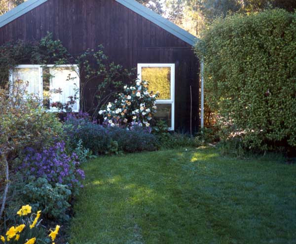 This garden is full of plain green hostas and wine red heucheras. This garden is full of plain green hostas and wine red heucheras.