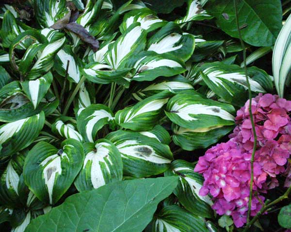 These hostas are the species variety. These hostas are the species variety.