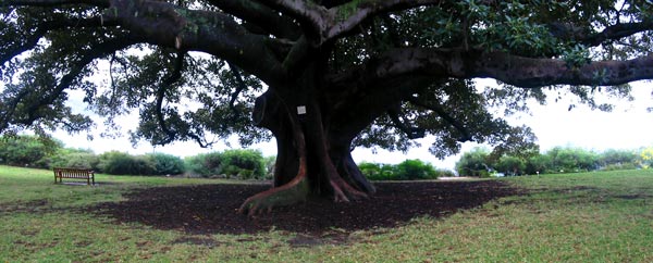 These are the widest trees I've ever seen. These are the widest trees I've ever seen.