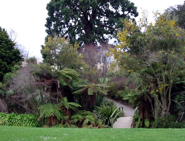 You can just see the Cordylines. You can just see the Cordylines.