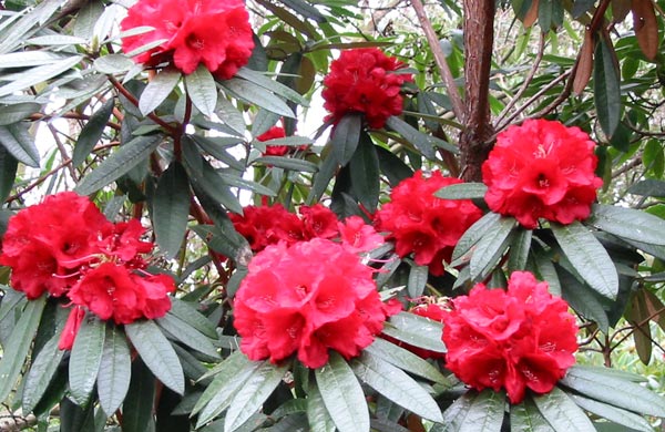 The blood-red rhododendron in Ilam Gardens. The blood-red rhododendron in Ilam Gardens.