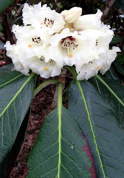 This rhododendron is tree-sized as well. This rhododendron is tree-sized as well.