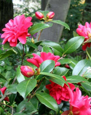 2004 is its best flowering year ever. 2004 is its best flowering year ever.