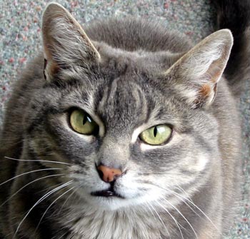  An original Moosey cat. 