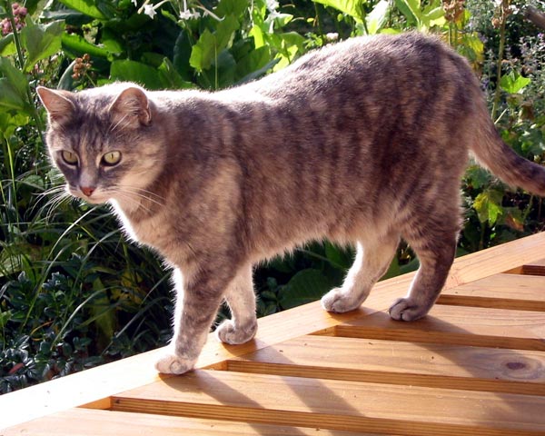  Jerome always wins my cat competitions. 