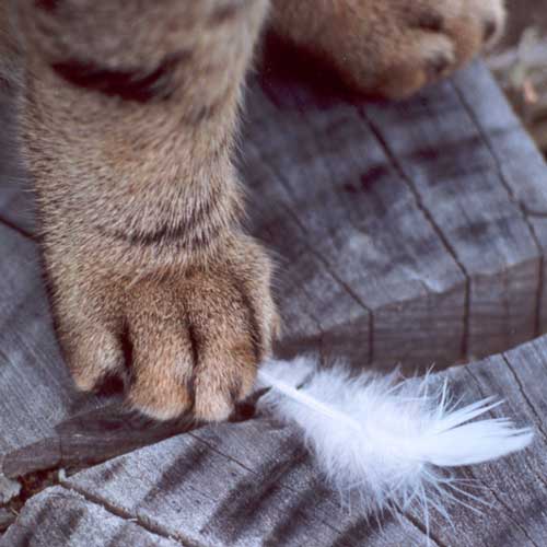  In an average week Big Fat Sifter will catch 5 rodents and a bird. 
