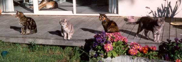  The resident Cats lining up for breakfast on the patio. 