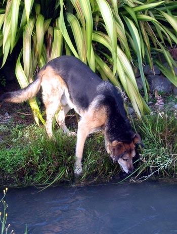 Please don't fall in the water race, Taj-dog! Please don't fall in the water race, Taj-dog!