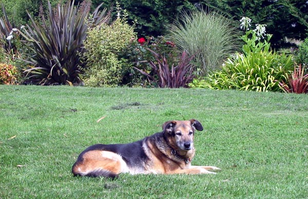 Taj-dog on the grass by the water race. Taj-dog on the grass by the water race.