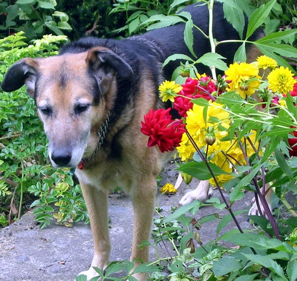 Taj-dog with red and yellow summer flowers. Taj-dog with red and yellow summer flowers.
