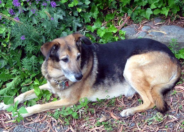  Dear old dog. 