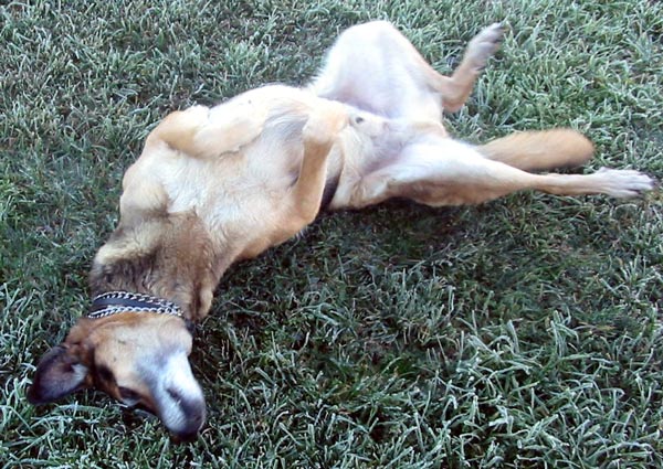 A serious back-scratch. A serious back-scratch.