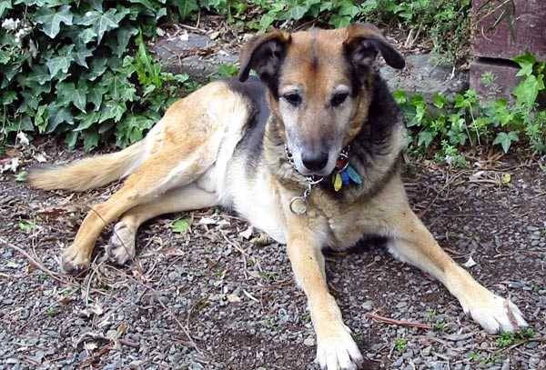  Taj-Dog 