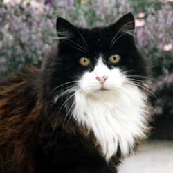 A distinguished Cat. A distinguished Cat.