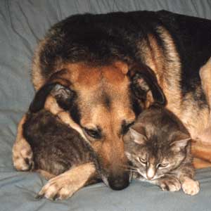 The Truth about Cats and Dogs. The Truth about Cats and Dogs.
