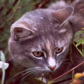 Cats never seem to get scratched by thorns... Cats never seem to get scratched by thorns...