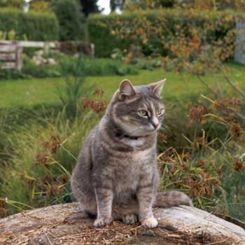 There aren't enough hours in the day for this pot bellied Cat. There aren't enough hours in the day for this pot bellied Cat.