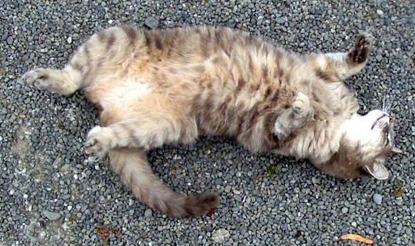 Doing roly-polies on the gravel. Doing roly-polies on the gravel.