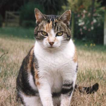 Lucky Puss on Frisbee Lawn. Her final resting place is in the background. Lucky Puss on Frisbee Lawn. Her final resting place is in the background.
