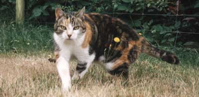 Lucky Puss on the move. Lucky Puss on the move.