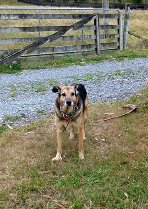 Tajdog by the gate. Tajdog by the gate.