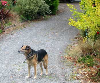 Wonder what he's thinking about... do dogs think? Wonder what he's thinking about... do dogs think?