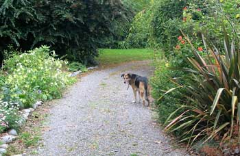Taj-dog in the driveway, his favourite place outside the house. Taj-dog in the driveway, his favourite place outside the house.