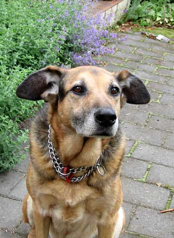 Taj-dog posing in front of the catmint. Tajdog posing in front of the catmint.
