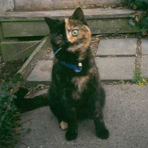 Mugsy the Cat recovering after her accident. Mugsy the Cat recovering after her accident.