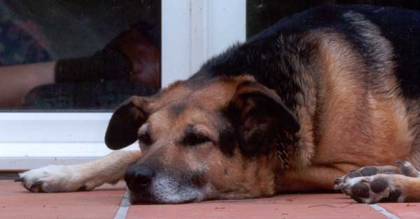 A disinterested Taj-dog awaits the return of Stephen. A disinterested Taj-dog awaits the return of Stephen.
