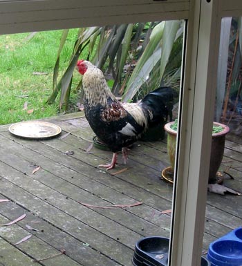  Peering through the glass door. 