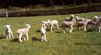 lambs in front paddock lambs keeping front paddocks grass down