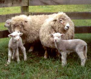 Lambs and sheep. Lambs and sheep.