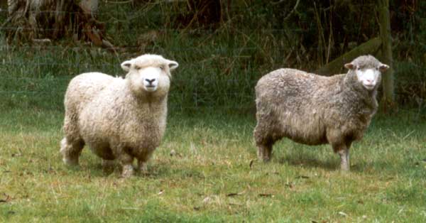 Grazing Sheep Grazing Sheep