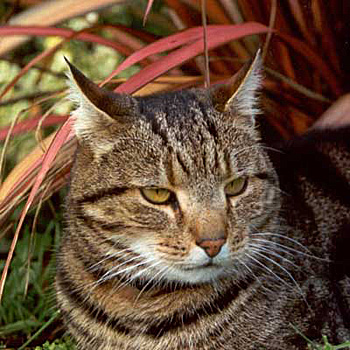 Big Fat Sifter striking a pose under a red flax in Jellybean Border. Big Fat Sifter striking a pose under a red flax in Jellybean Border.