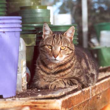 Big Fat Sifter the Cat amongst the Glasshouse Pots. Big Fat Sifter the Cat amongst the Glasshouse Pots.
