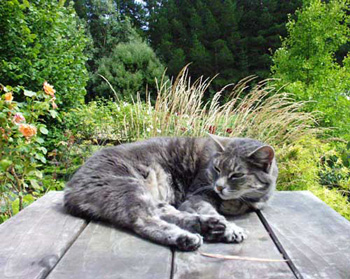  Looking past a snoozing cat towards Frisbee Lawn. 