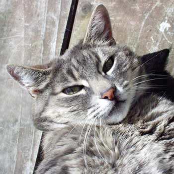 Stumpy's personality encourages rhyming baby talk. Stumpy's personality encourages rhyming baby talk.