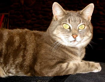  A cat with big saucer eyes. 