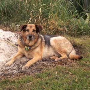 Tajdog sitting in the remnants of a winter burnoff. Tajdog sitting in the remnants of a winter burnoff.