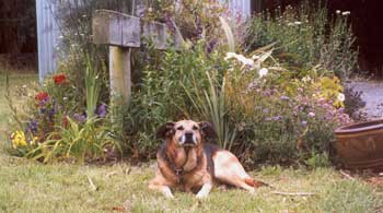 Tajdog lazing in front of the old Stable Border. Tajdog lazing in front of the old Stable Border.