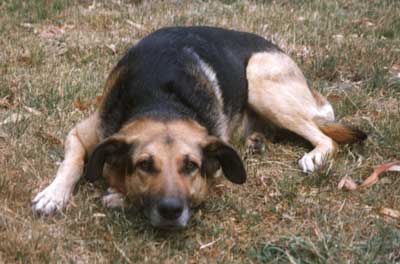 Life is not complicated for Country Garden Dogs. Life is not complicated for Country Garden Dogs.