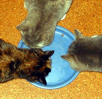  An uneasy calm descends on the kitchen floor... 